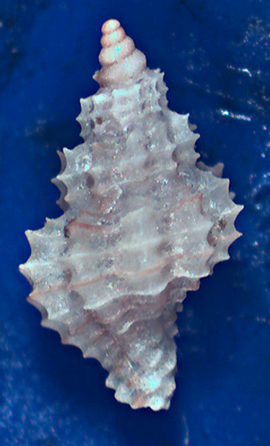 Raphitoma da confermare
